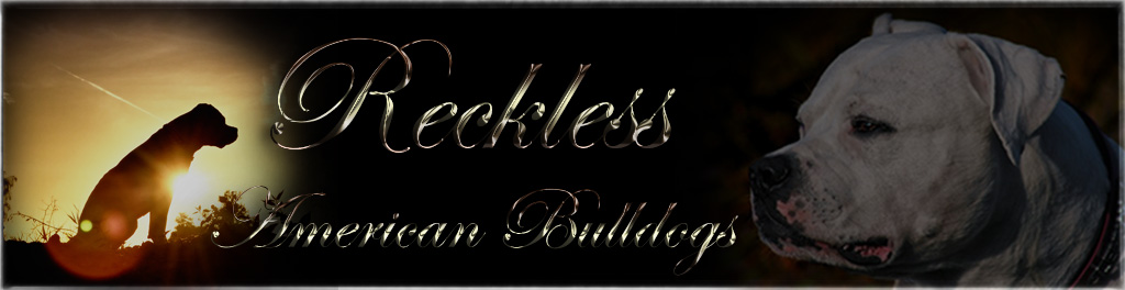 Reckless Banner
