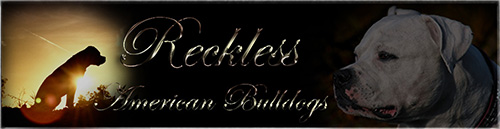 Reckless Banner board